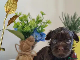 Yorkshire Terrier dogs Unique Chocolate and black Praline Yorkshire - Advert 14