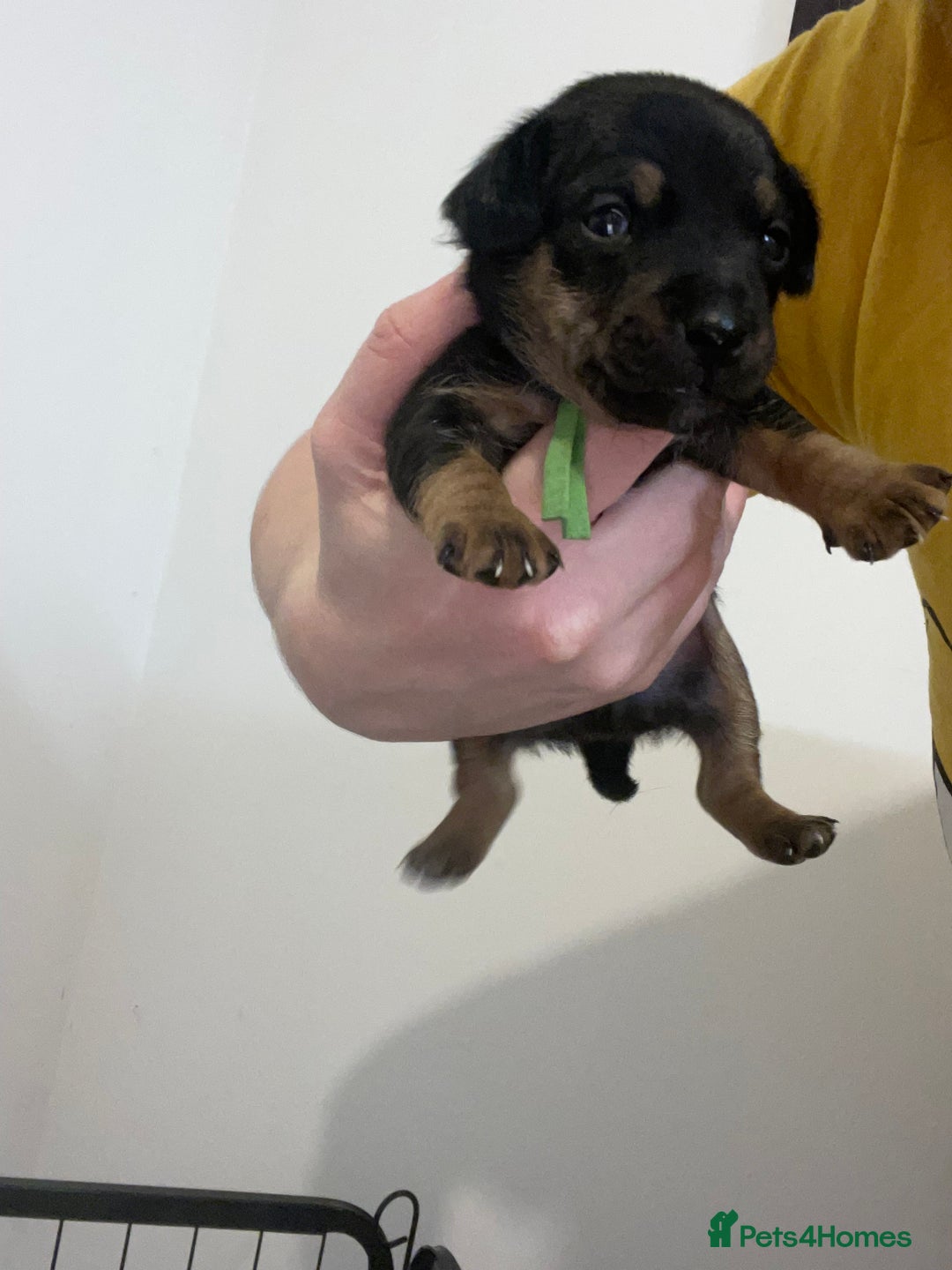 Jack Russell dogs for sale: Jack Russell Puppies - Advert 8