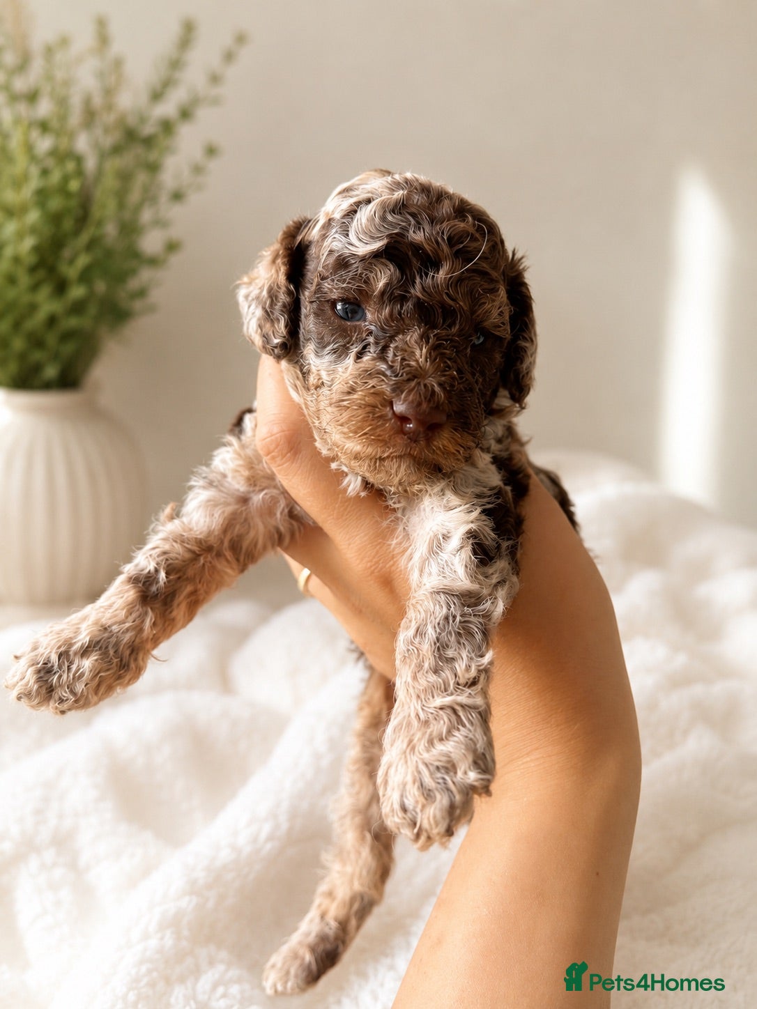 Mixed Breed dogs Luxury Miniature Poodle Puppies Licensed Breeder  - Advert 14