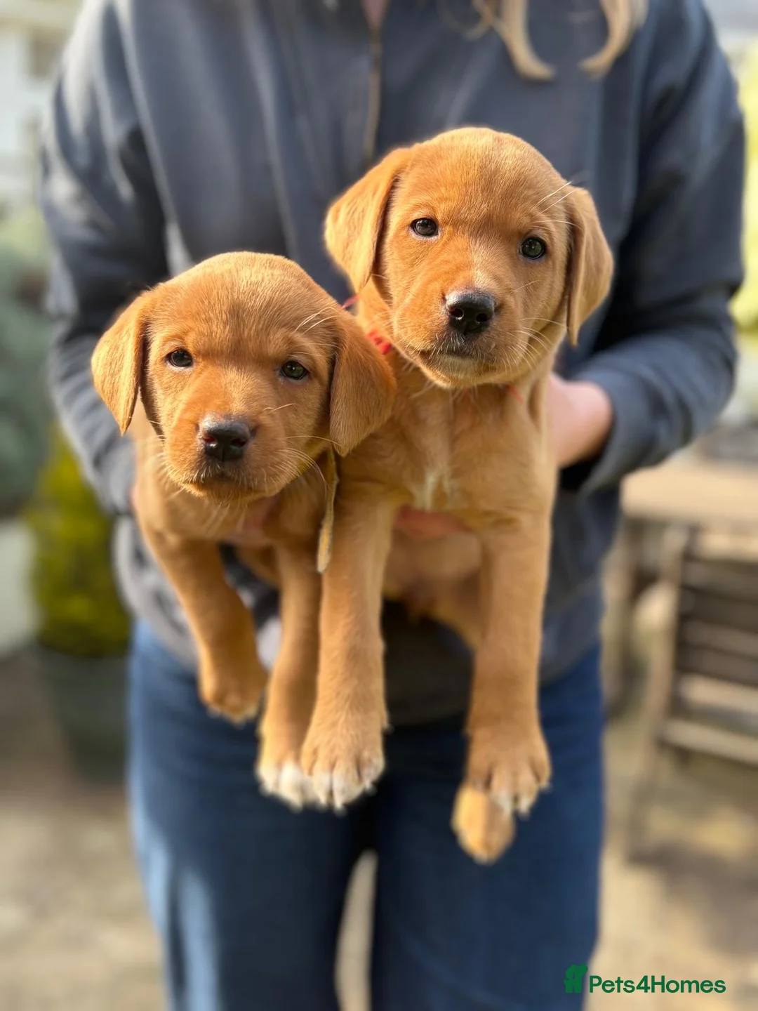 Labrador Retriever dogs for sale: Well bred fox red working Labrador puppies  in Budleigh Salterton - Advert 2