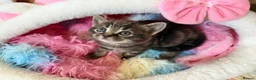 Scottish Fold cats for sale:  Scottish Fold Kittens 2 Males& 1 Female Available - Advert 3