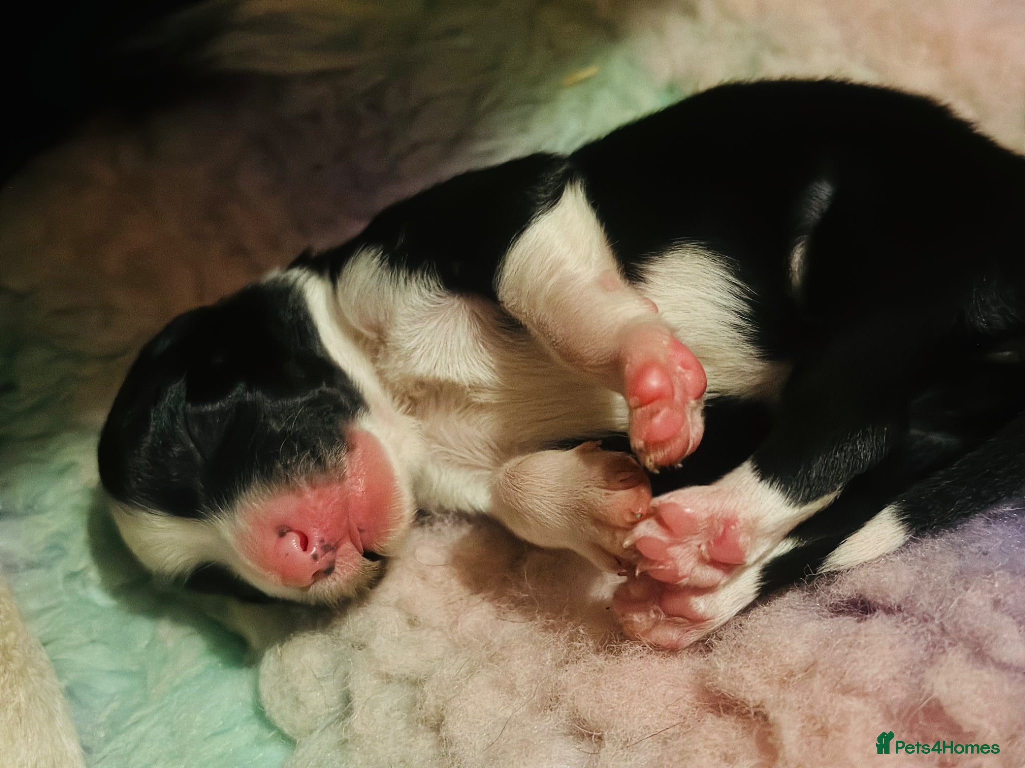 Border Collie dogs for sale: Beautiful Border Collie Puppies  - Advert 13