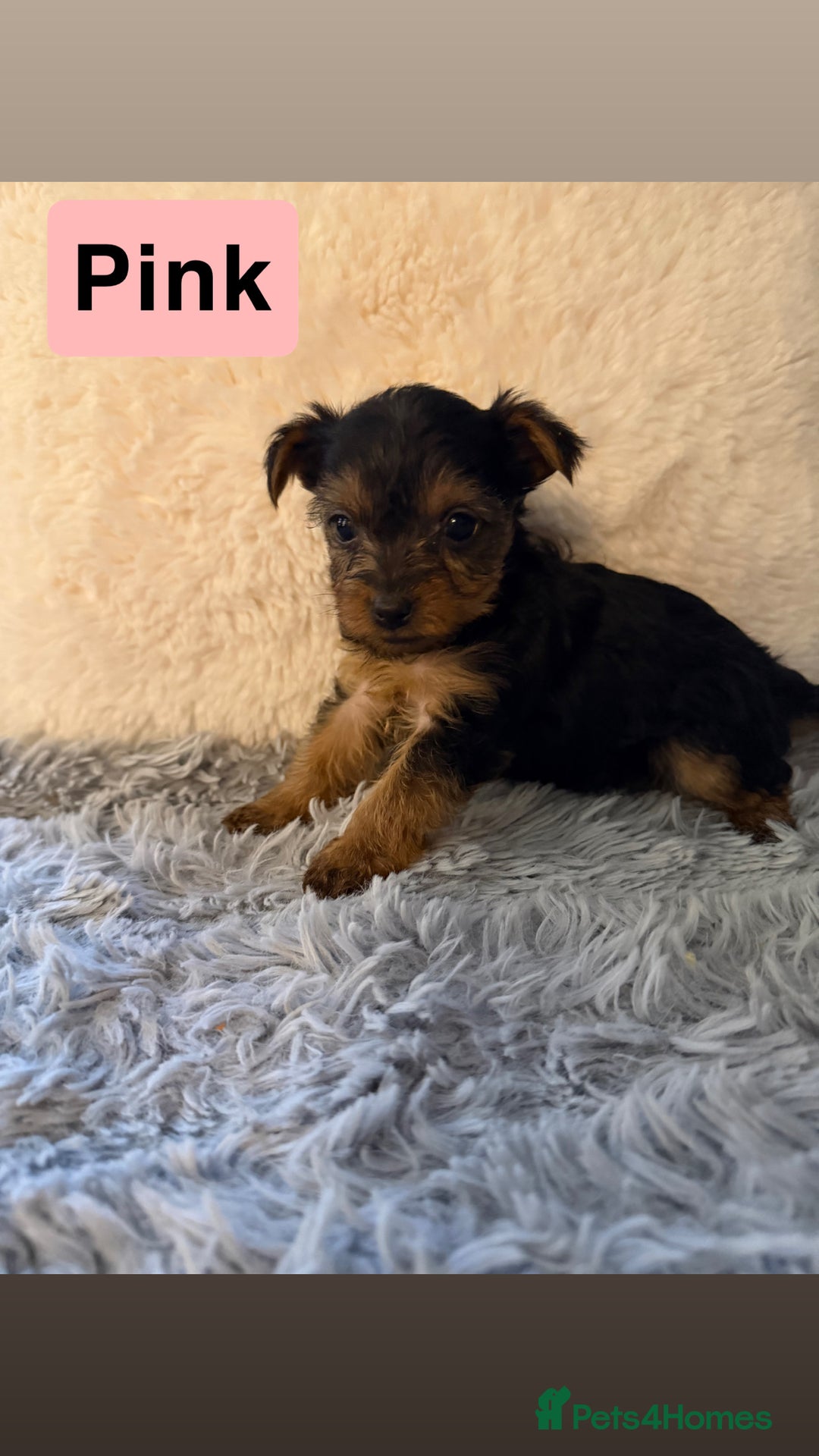 Yorkshire Terrier dogs for sale: Miniature Yorkshire terrier  - Advert 4