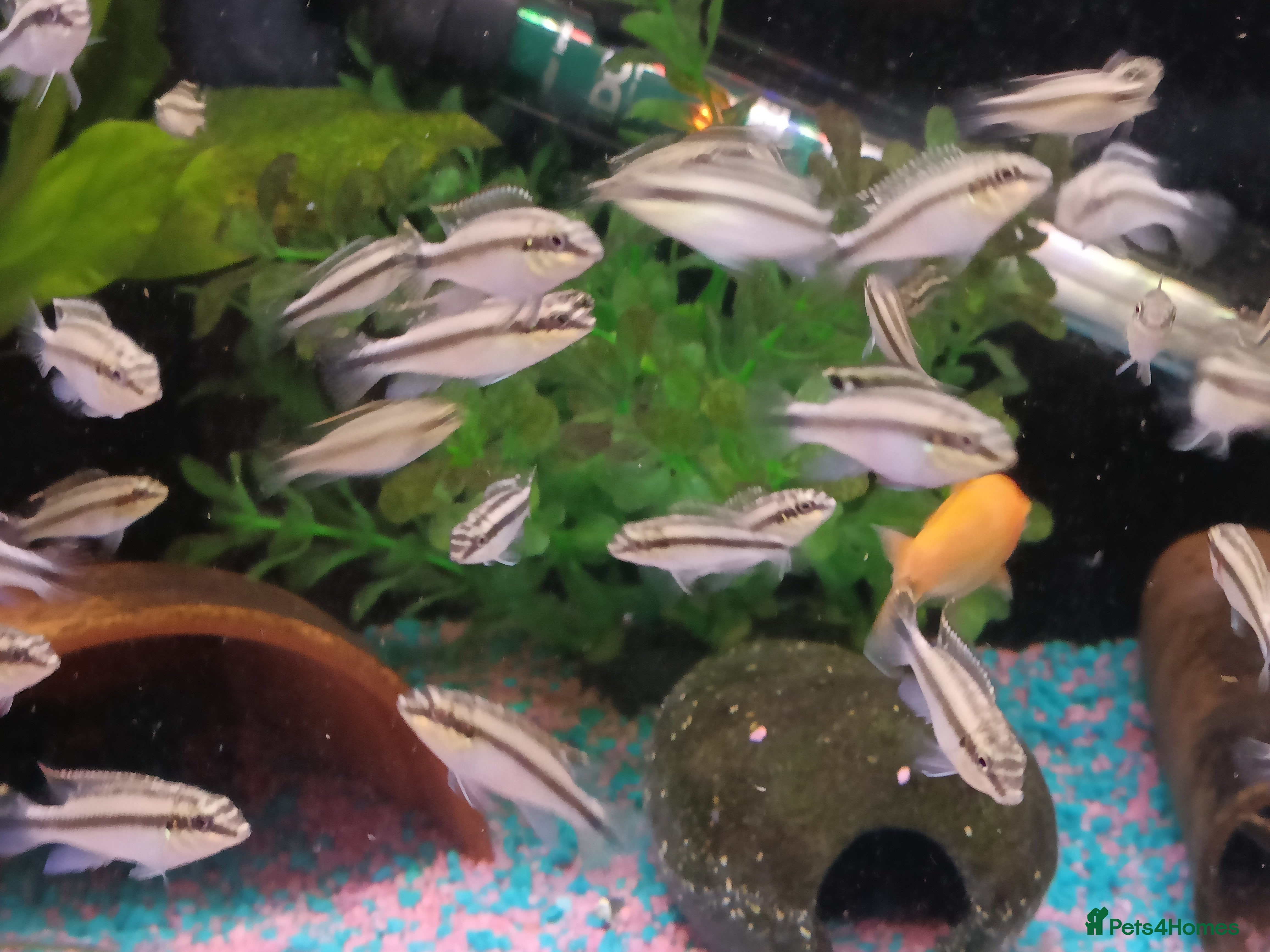 Cichlids fish Rainbow fish (kribbines) - Advert 8