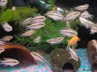 Cichlids fish Rainbow fish (kribbines) - Advert 7