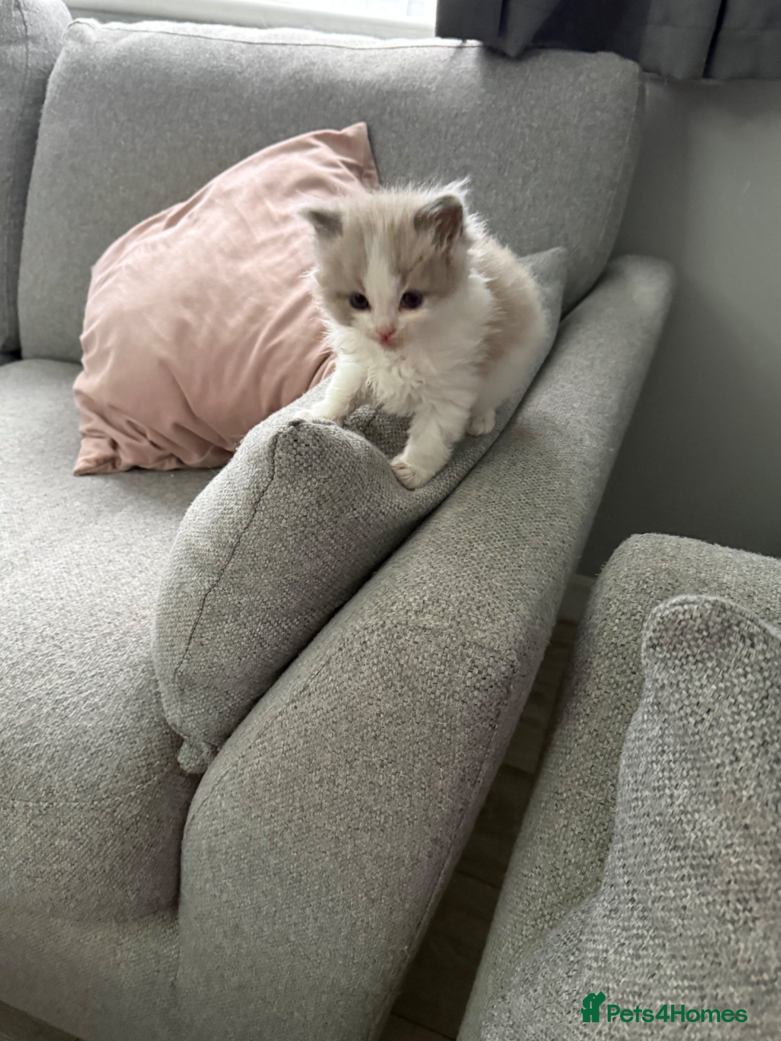 Ragdoll cats Gorgeous male kitten for sale - Advert 8