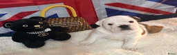 English Bulldog dogs for sale: English bulldog gorgeous pups kc registered  - Advert 3