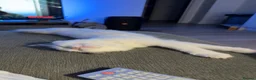 Ragdoll cats for sale: Ragdoll kitten for sale  in Sudbury - Advert 4