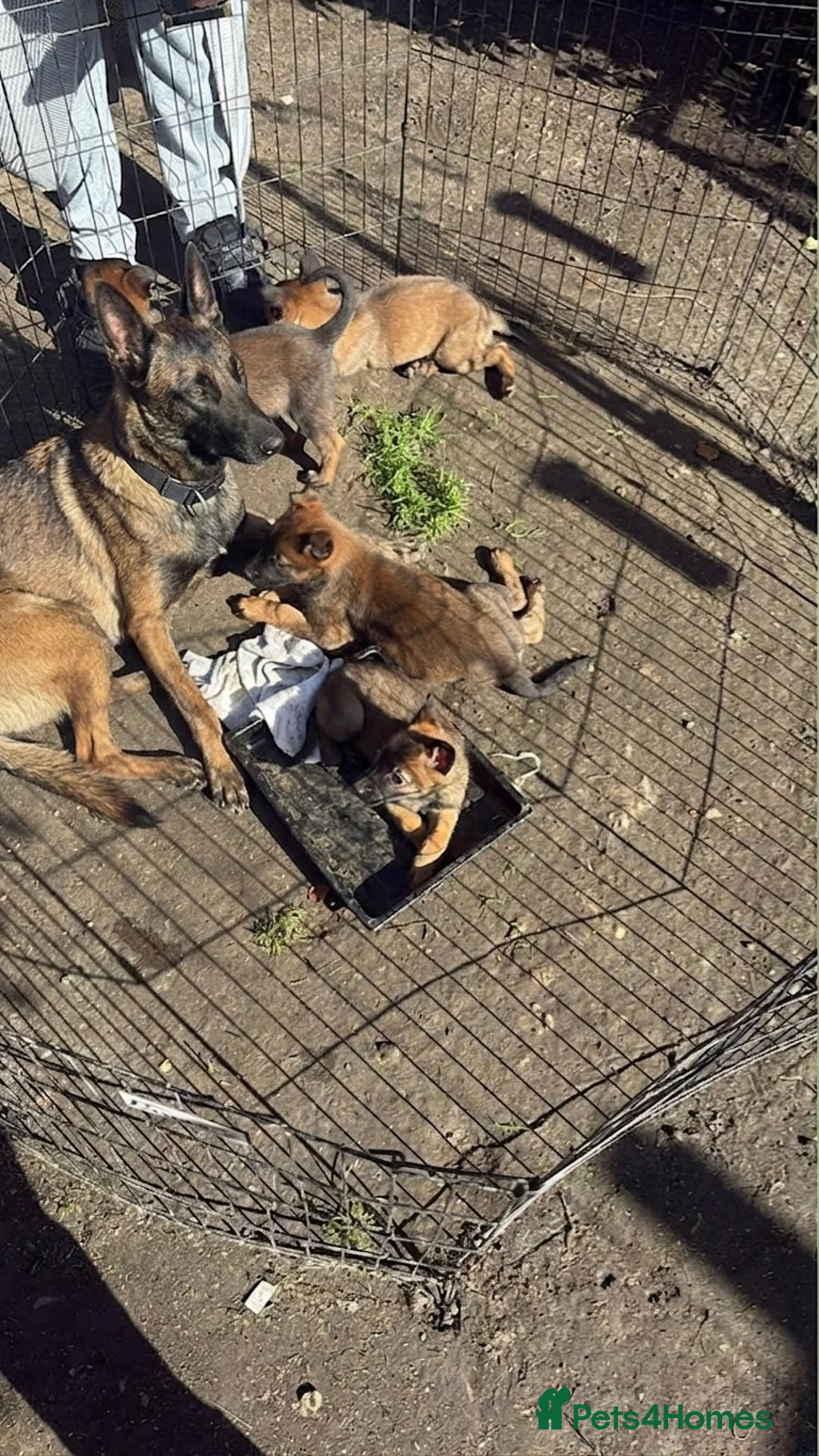 Belgian Shepherd Dog dogs for sale: 8-Week Malinois Puppy for Sale - Urgent Rehome - Advert 2