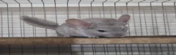 Chinchilla rodents for sale: 2 baby males for sale - Advert 2