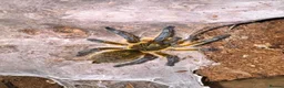 Tarantulas invertebrates for sale: Tarantula Collection For Sale in Stockton-on-Tees - Advert 9