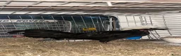 Chickens poultry for sale: Poland large fowl - Advert 3