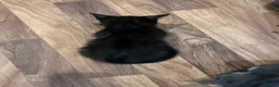 Mixed Breed cats for sale:     Beautiful Kittens Ready To Leave  - Advert 9