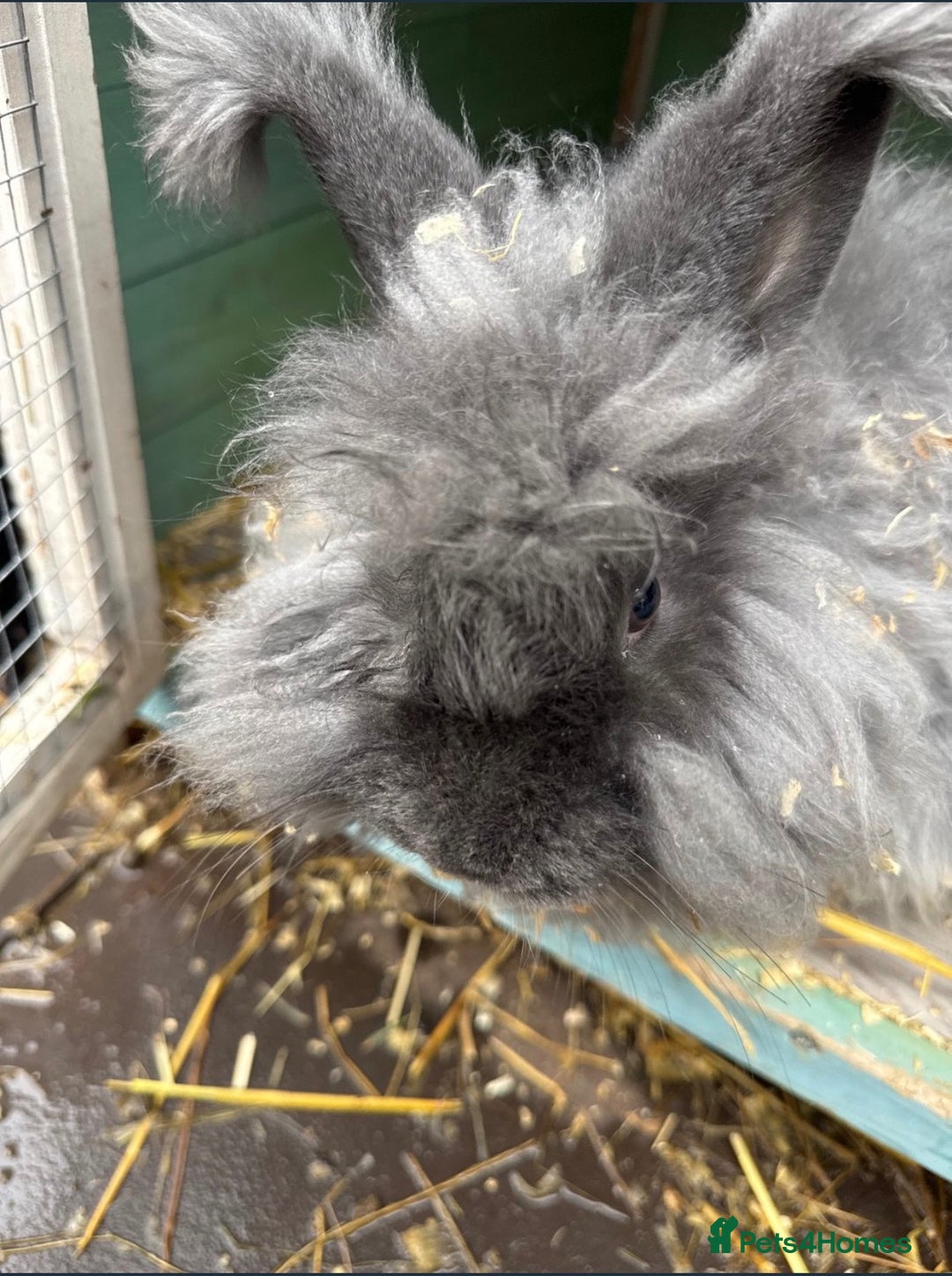 Angora rabbits for sale: male angora rabbits for sale  - Advert 4