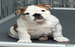 English Bulldog dogs for stud: Available for stud to approved bitches - Image 2