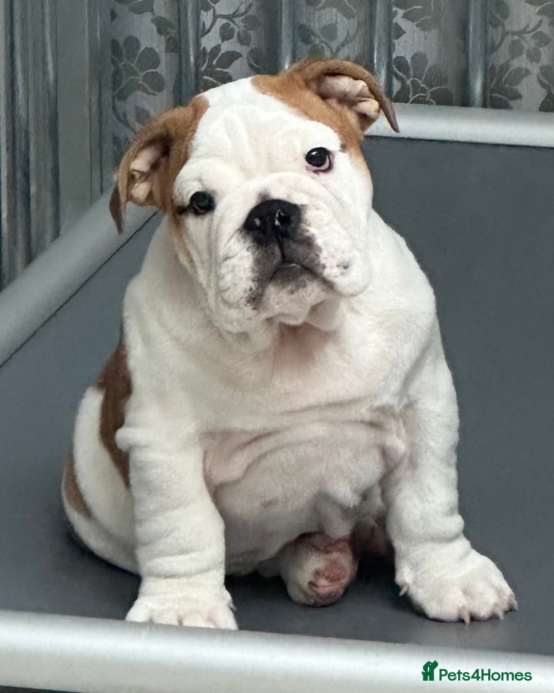 English Bulldog dogs for stud: Available for stud to approved bitches - Image 2