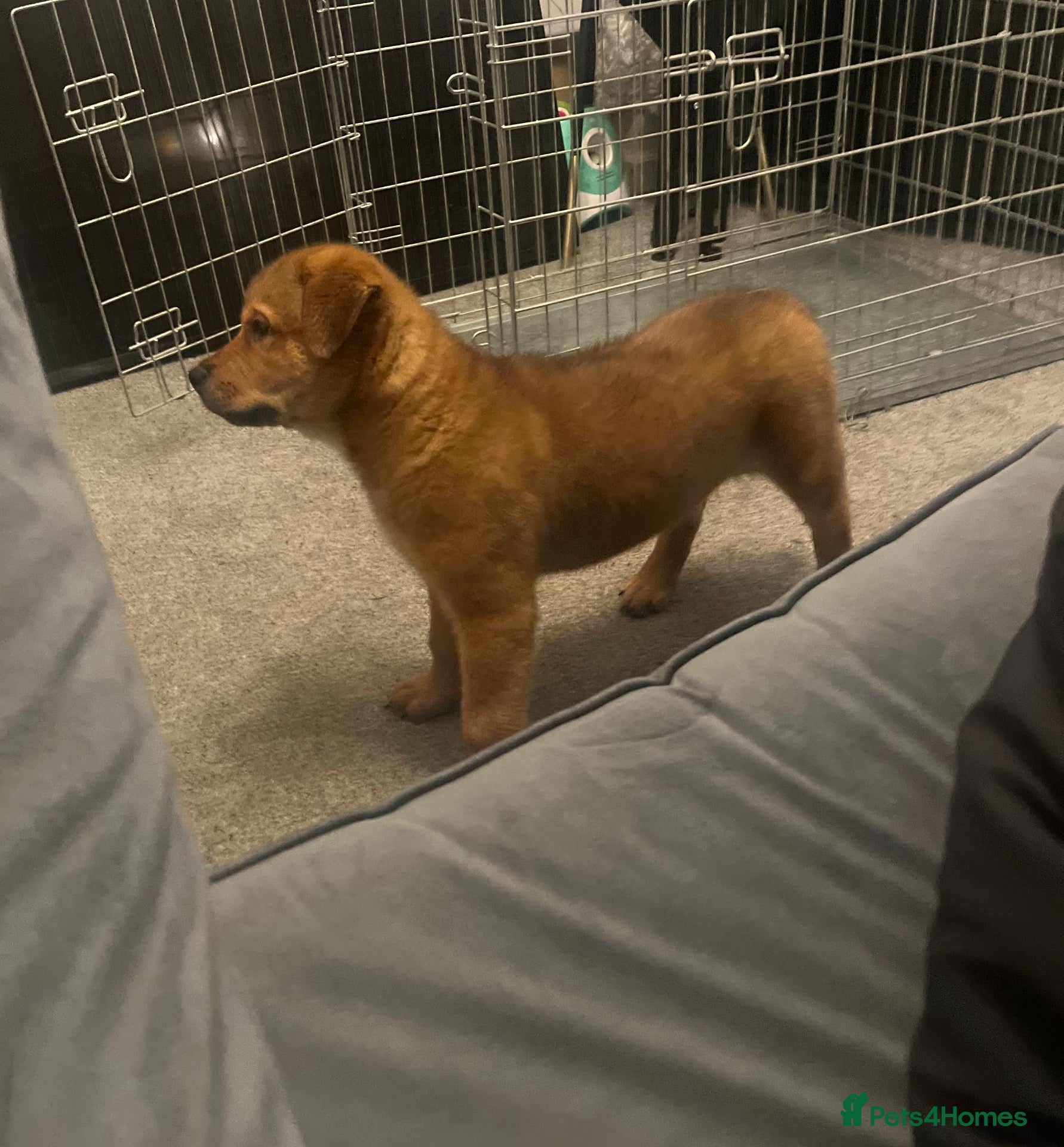 Mixed Breed dogs Beautiful rottweiler x american akita  - Advert 1