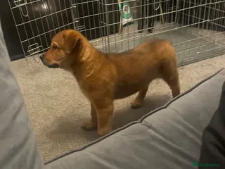 Mixed Breed dogs Beautiful rottweiler x american akita - Advert 3