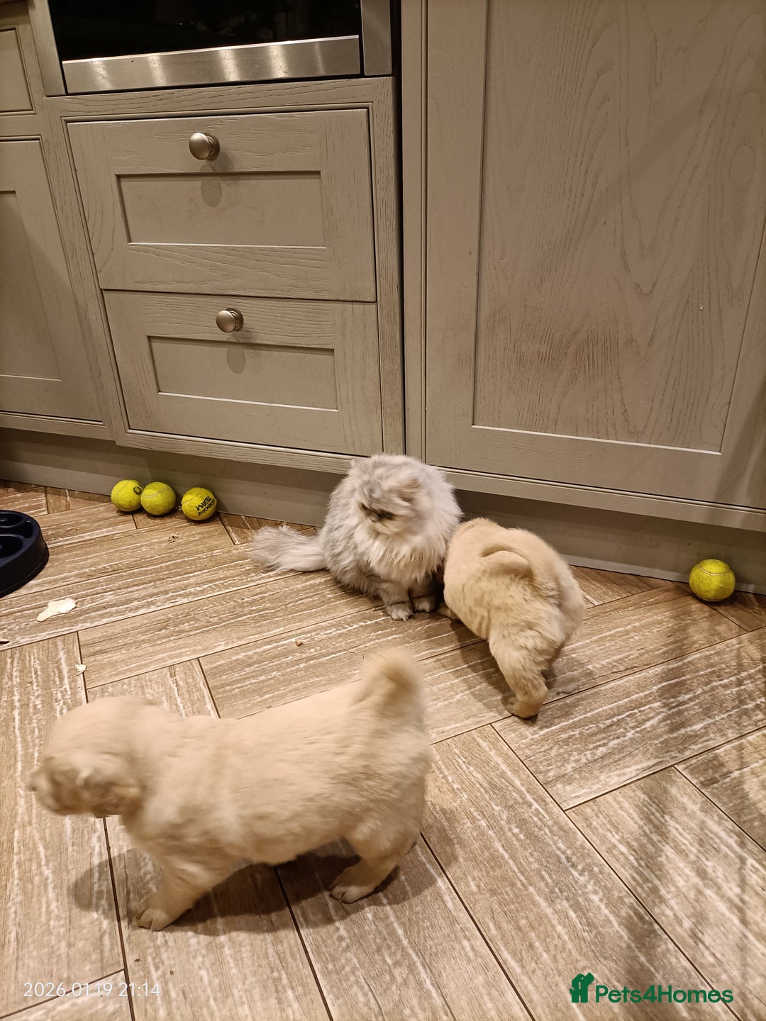 Golden Retriever dogs for sale: Amazing puppies  - Advert 11