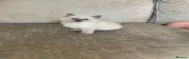 Ragdoll 3