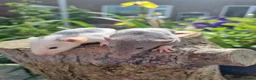 Rat rodents for sale: Adorable baby rats - Advert 3