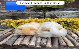 Guinea Pig rodents for sale: Beautiful baby male guinea pigs ready now and soon - Image 4