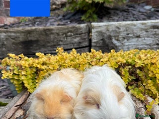Guinea Pig rodents - Advert 25