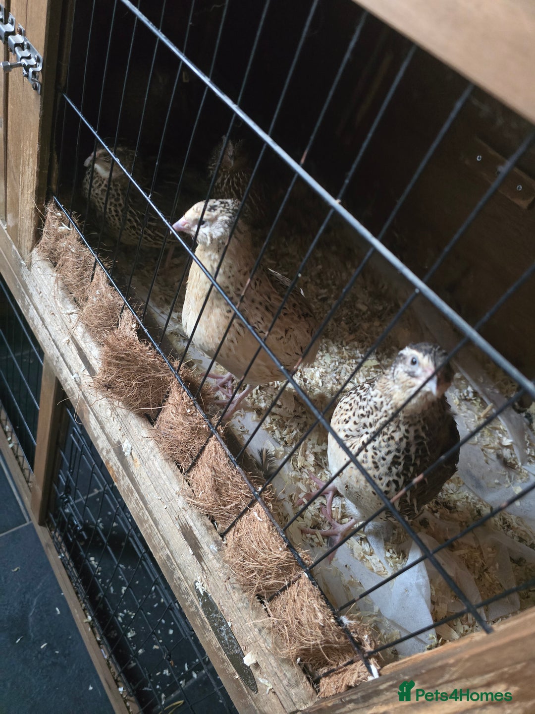Quail poultry for sale: 4 female 1 males quails  - Advert 1