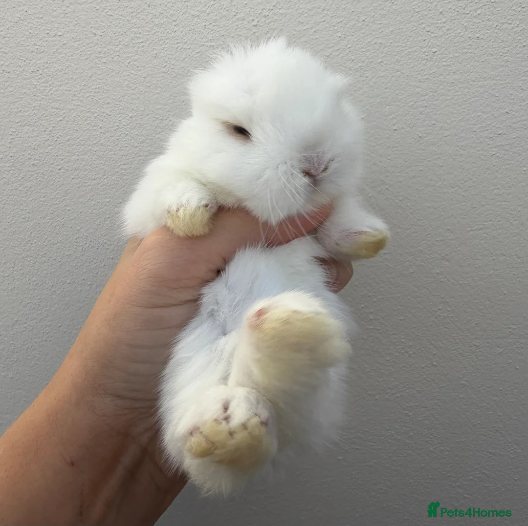 Mini Lop rabbits for sale: Purebred mini lops *Avail to Reserve - Advert 4