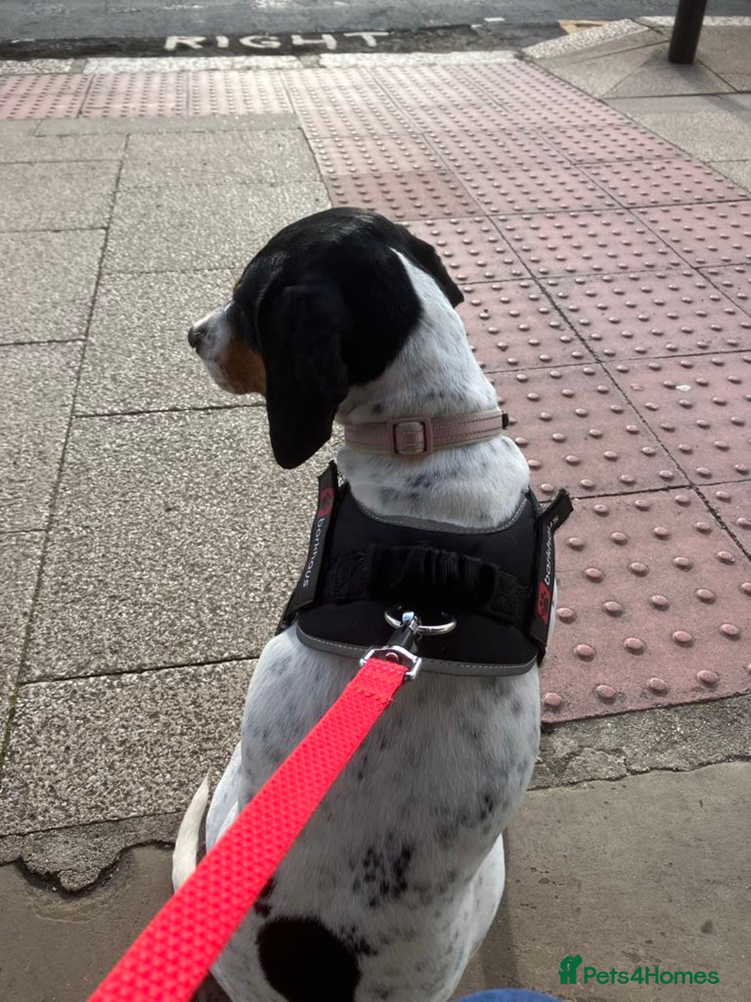 Mixed Breed dogs for adoption: Betty – 3 years old, female, Mixed Breed   - Advert 5