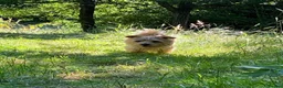 Norfolk Terrier dogs for stud: Norfolk Terrior for stud - Advert 3