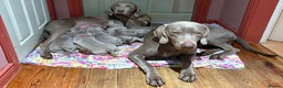 Weimaraner dogs for sale: Weimaraner pups  - Advert 5