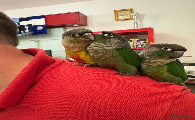 Conures birds - Advert 4