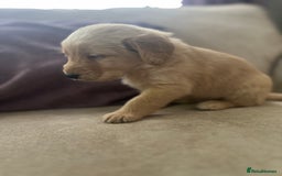 Labradoodle dogs for sale: Irresistible Labradoodle puppies  - Image 5