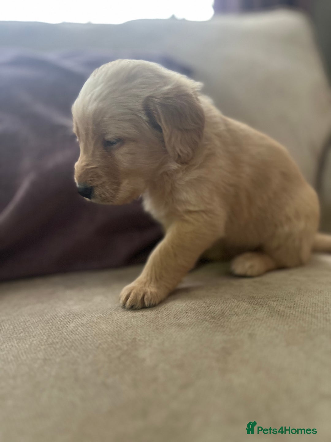Labradoodle dogs for sale: Irresistible Labradoodle puppies  - Image 5