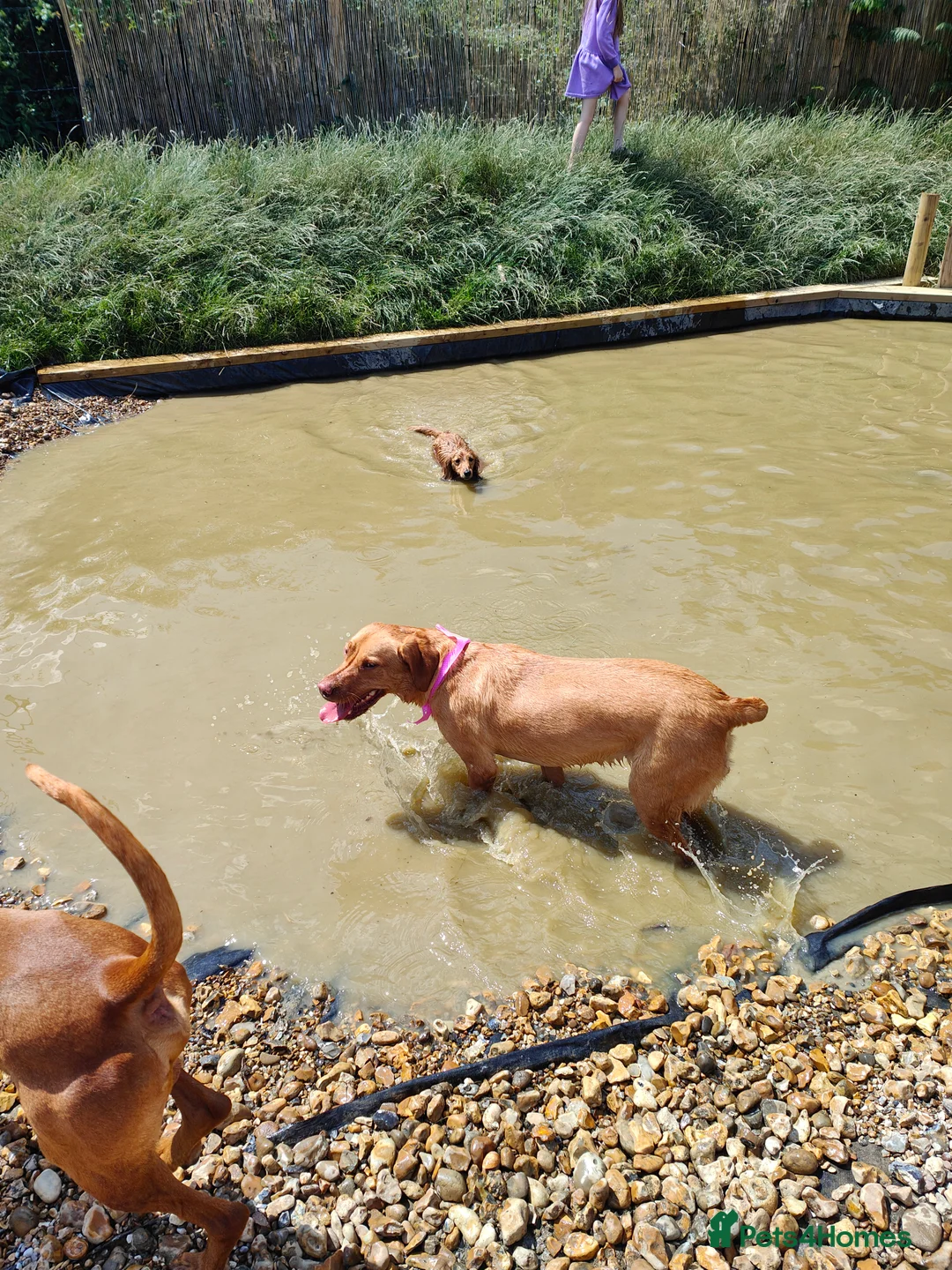 Labrador Retriever dogs for sale: Female fox red labrador for sale - Advert 18