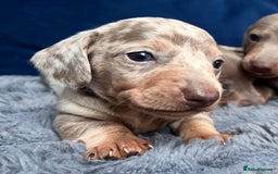 Miniature Dachshund dogs for sale: Miniature dachshunds  - Image 3