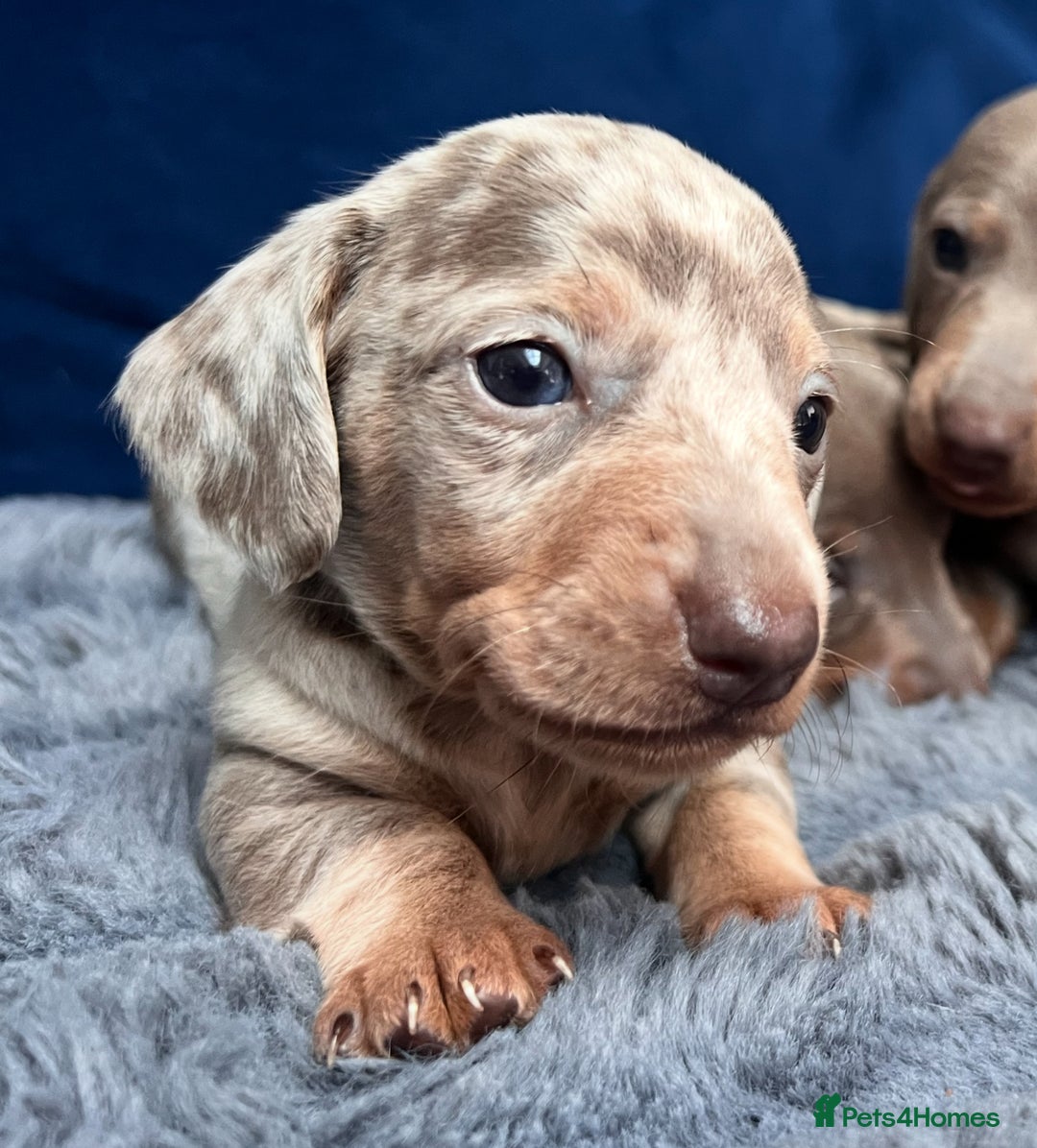 Miniature Dachshund dogs for sale: Miniature dachshunds  - Image 3