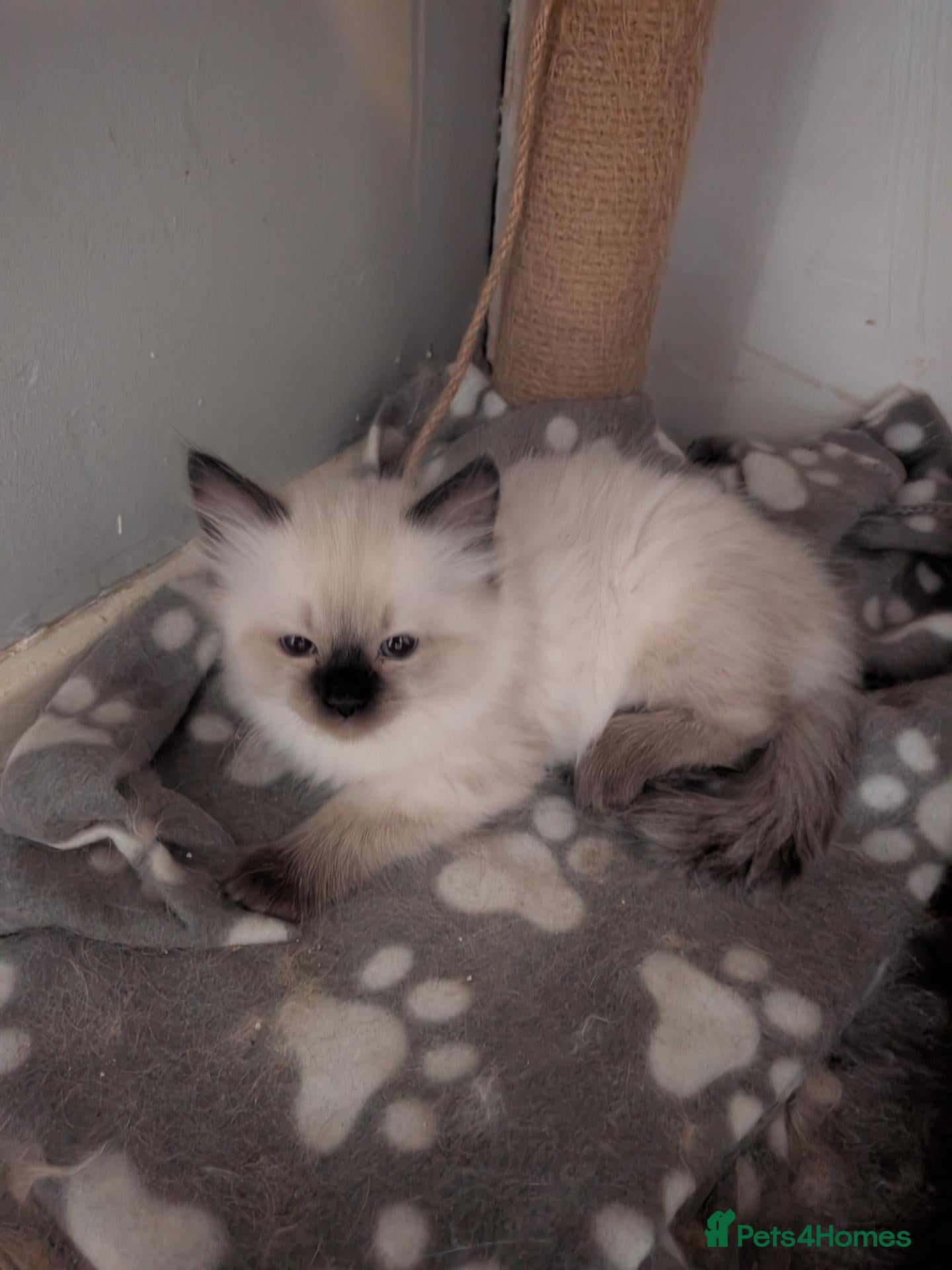 Ragdoll cats Fluffy seal point ragdoll - Advert 11