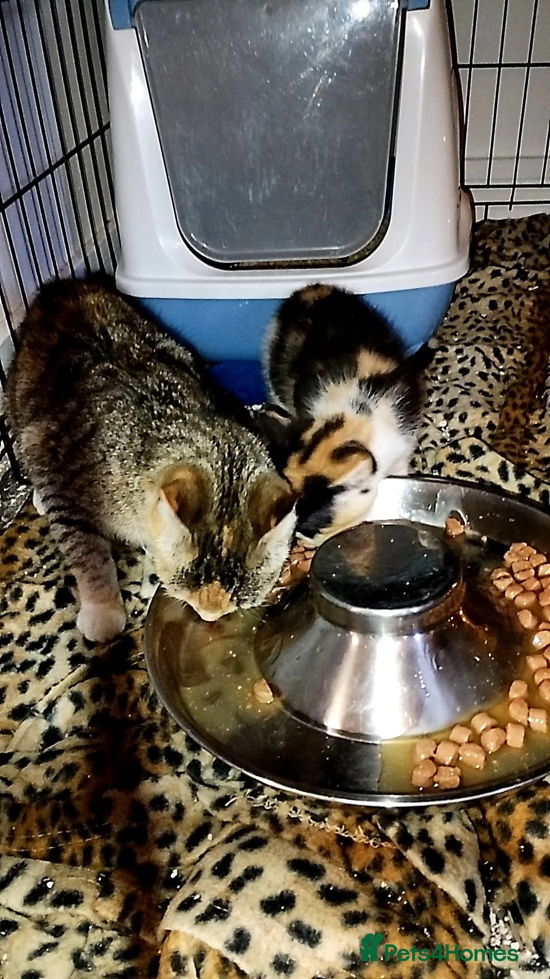 British Shorthair cats for sale: Female kitten ready to go to forever home  - Advert 4