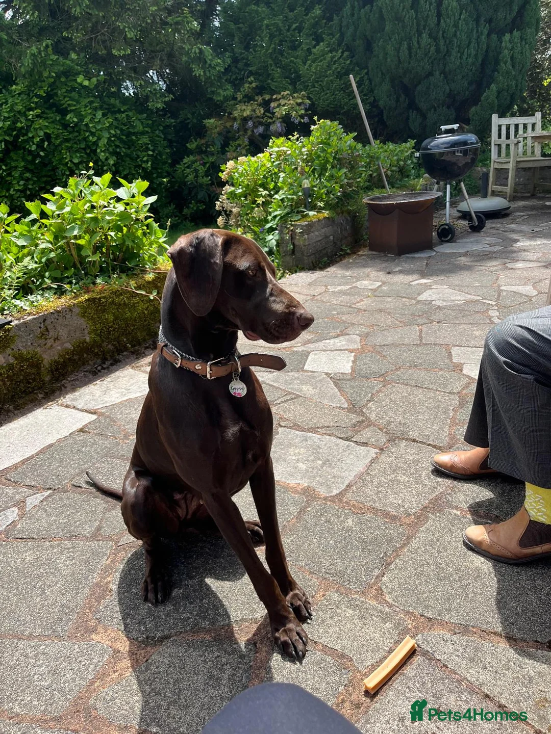 Mixed Breed dogs for sale: Our beautiful dog - Advert 18