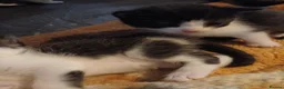 Mixed Breed cats for sale: Mixed breed Kittens  - Advert 17