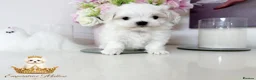Maltese dogs for sale: Tiny KC Reg. Korean Maltese- CH line show dogs! - Advert 3