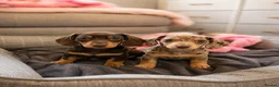 Miniature Dachshund dogs for sale: KC registered Miniature dachshund puppy’s  - Advert 3