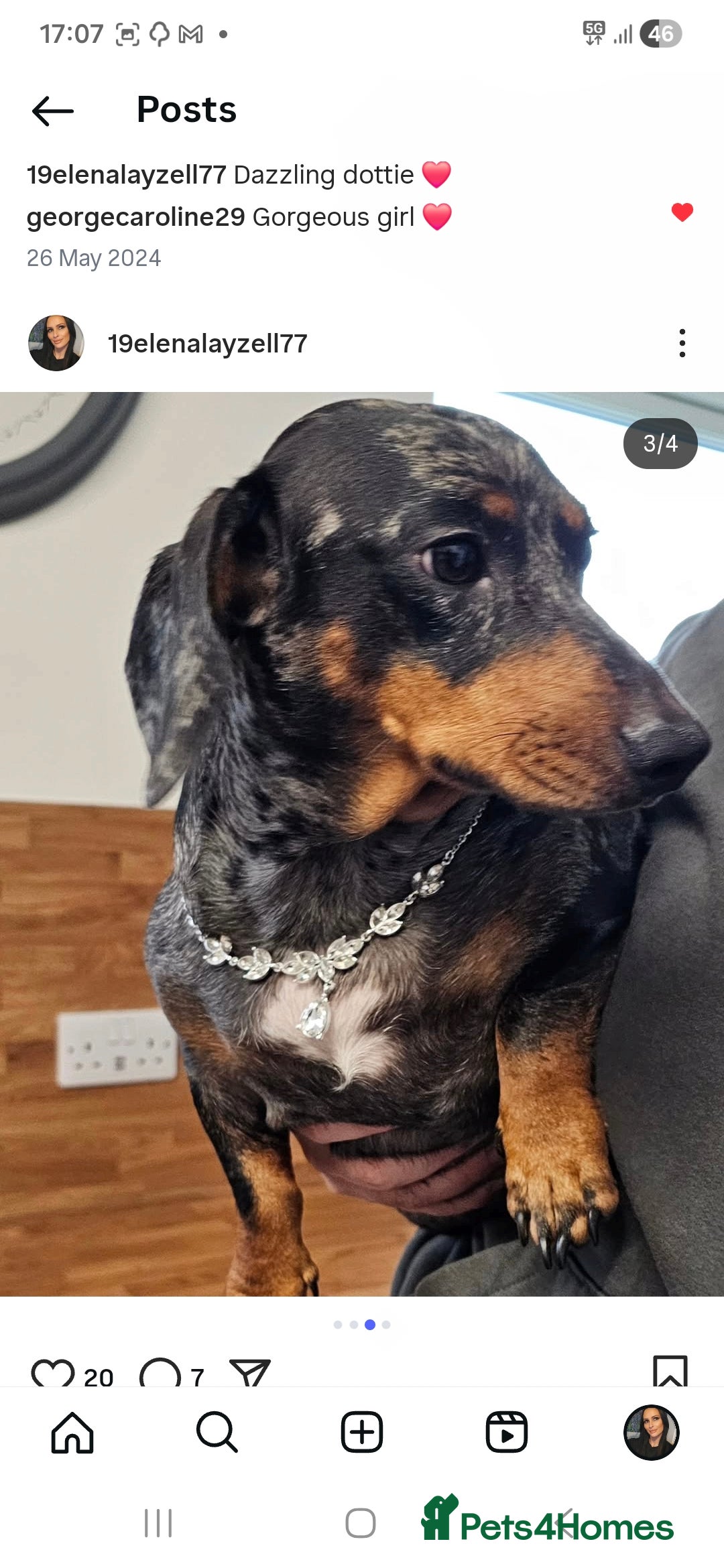 Dachshund dogs for sale: Standard dapple Dachsund  - Advert 6