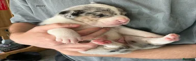 Staff cross Alaskan malamute 