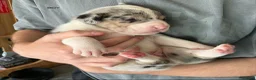 Mixed Breed dogs for sale: 10 puppies for sale  - Advert 9