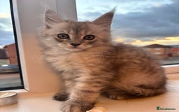 Maine Coon cats for sale: 5 Amazing Maine Coon kittens  - Image 16