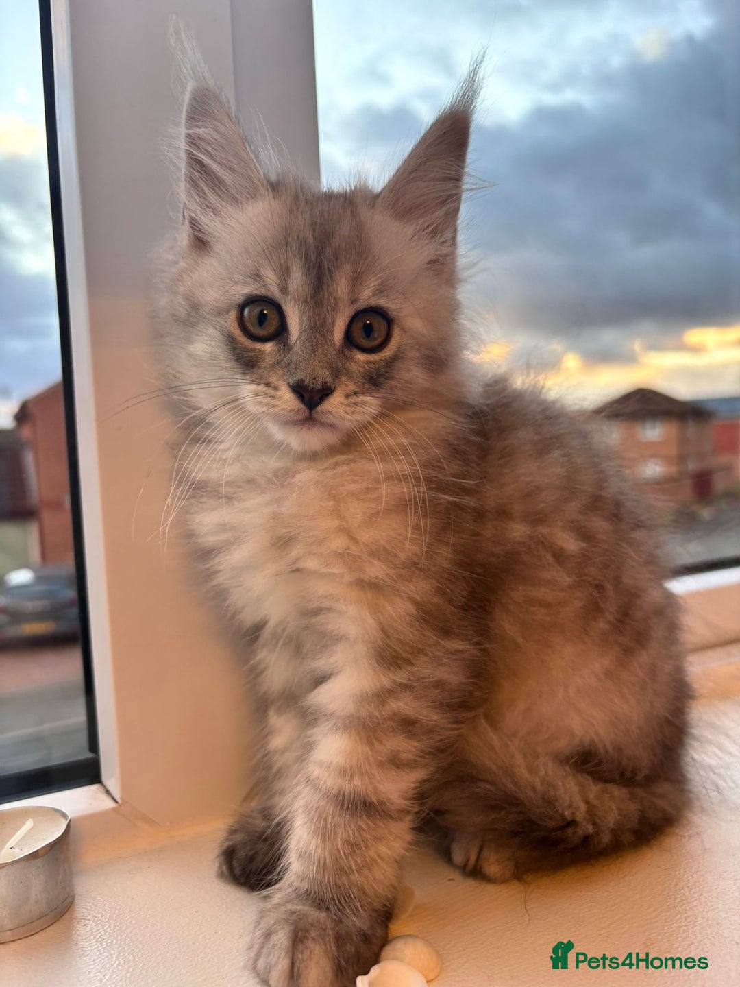 Maine Coon cats for sale: 5 Amazing Maine Coon kittens  - Image 16