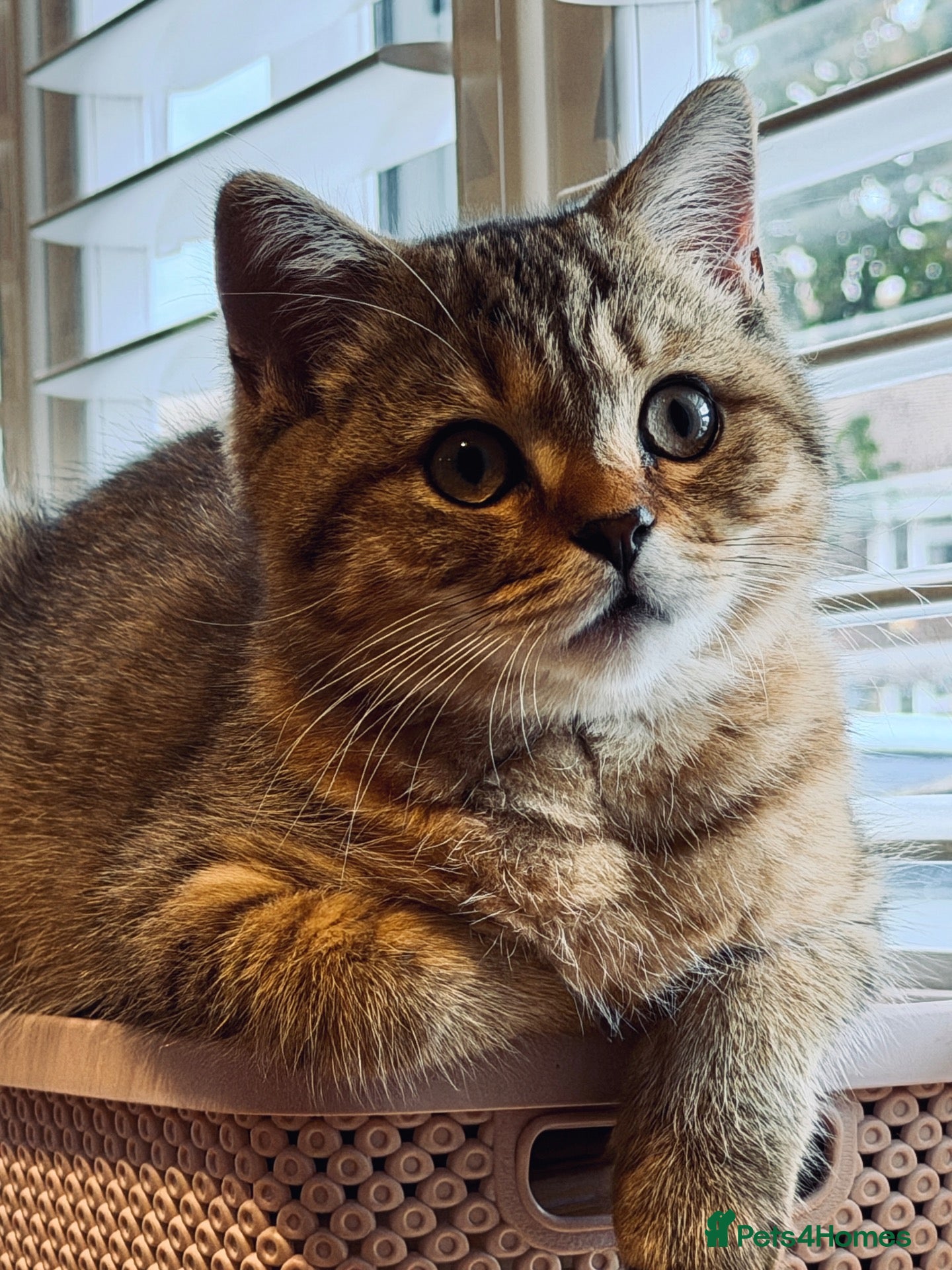 British Shorthair cats 1 LEFT British Shorthair Kittens - Gold/White - Advert 1